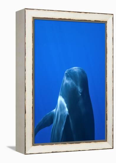 Short-Finned Pilot Whale (Globicephala Macrorhynchus) Close To The Surface-Pascal Kobeh-Framed Premier Image Canvas