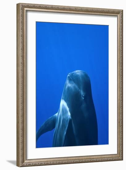 Short-Finned Pilot Whale (Globicephala Macrorhynchus) Close To The Surface-Pascal Kobeh-Framed Photographic Print