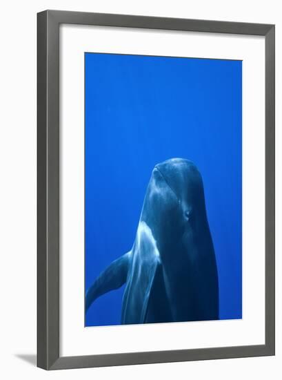 Short-Finned Pilot Whale (Globicephala Macrorhynchus) Close To The Surface-Pascal Kobeh-Framed Photographic Print