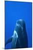 Short-Finned Pilot Whale (Globicephala Macrorhynchus) Close To The Surface-Pascal Kobeh-Mounted Photographic Print