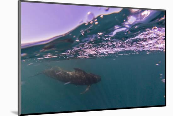 Short-finned pilot whale (Globicephala macrorhynchus), underwater off Isla San Marcos, Mexico-Michael Nolan-Mounted Photographic Print