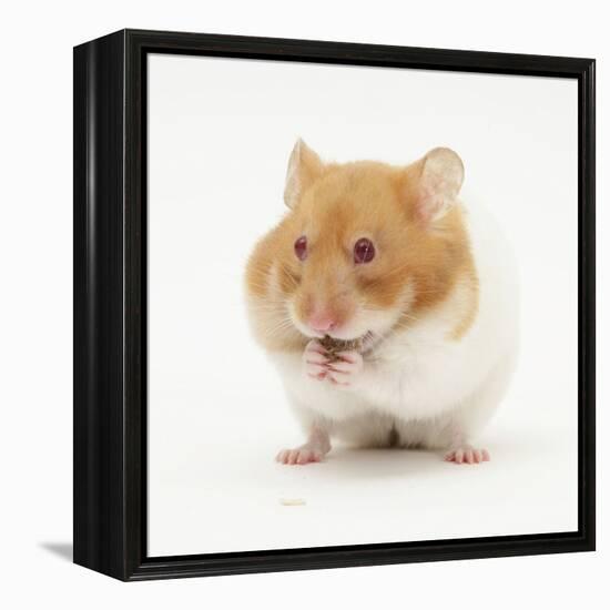 Short-Haired Syrian Hamster Stuffing its Pouches-Mark Taylor-Framed Premier Image Canvas