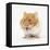 Short-Haired Syrian Hamster Stuffing its Pouches-Mark Taylor-Framed Premier Image Canvas