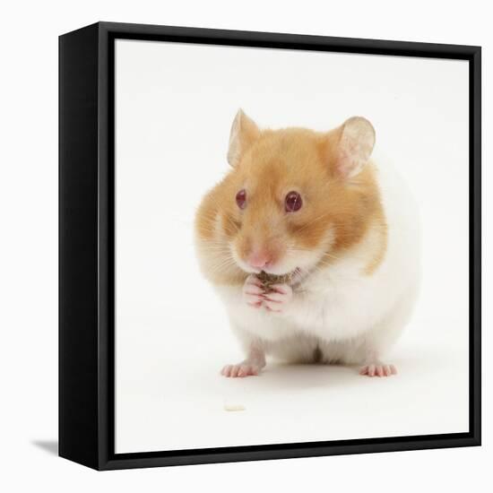 Short-Haired Syrian Hamster Stuffing its Pouches-Mark Taylor-Framed Premier Image Canvas