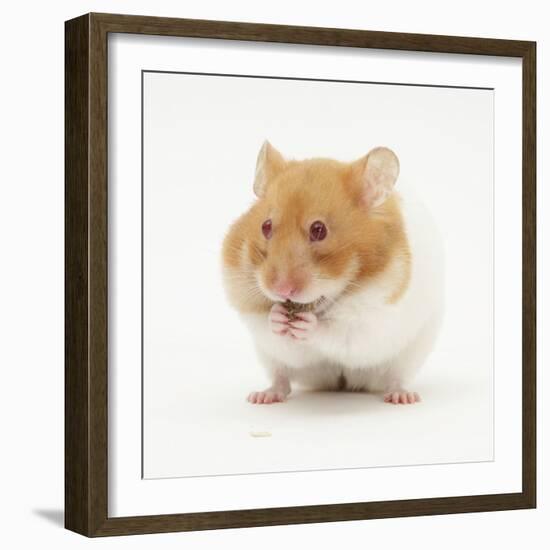 Short-Haired Syrian Hamster Stuffing its Pouches-Mark Taylor-Framed Photographic Print