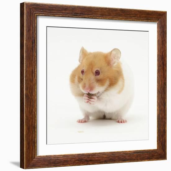 Short-Haired Syrian Hamster Stuffing its Pouches-Mark Taylor-Framed Photographic Print