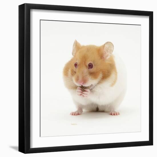 Short-Haired Syrian Hamster Stuffing its Pouches-Mark Taylor-Framed Photographic Print