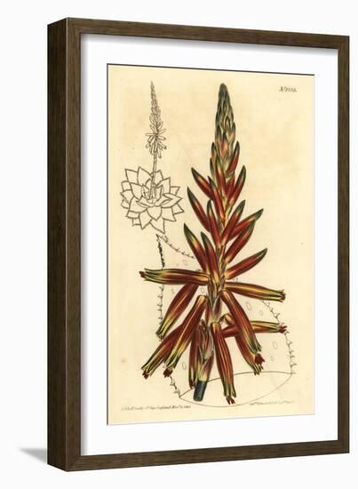 Short Leaved Aloe, Aloe Brevifolia Var-Sydenham Teast Edwards-Framed Giclee Print