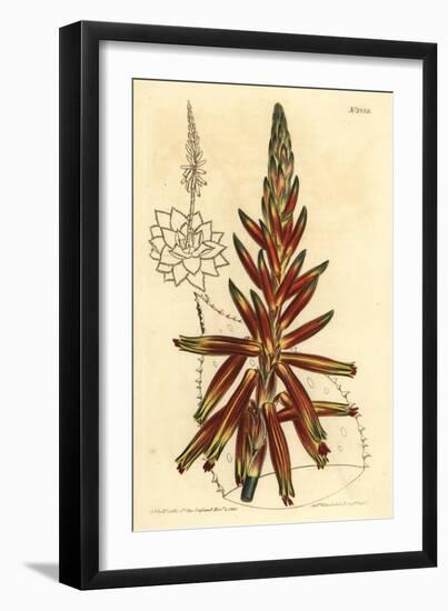 Short Leaved Aloe, Aloe Brevifolia Var-Sydenham Teast Edwards-Framed Giclee Print