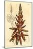 Short Leaved Aloe, Aloe Brevifolia Var-Sydenham Teast Edwards-Mounted Giclee Print