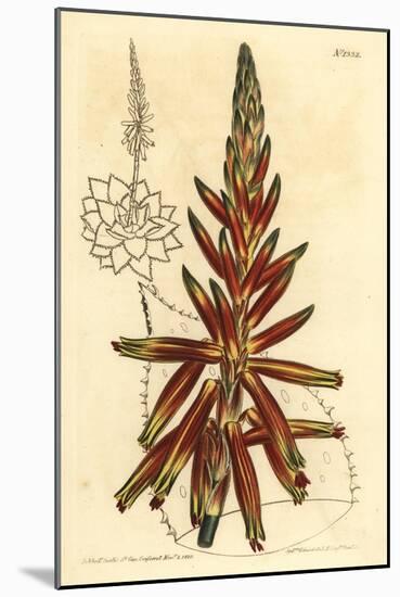 Short Leaved Aloe, Aloe Brevifolia Var-Sydenham Teast Edwards-Mounted Giclee Print