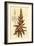 Short Leaved Aloe, Aloe Brevifolia Var-Sydenham Teast Edwards-Framed Giclee Print