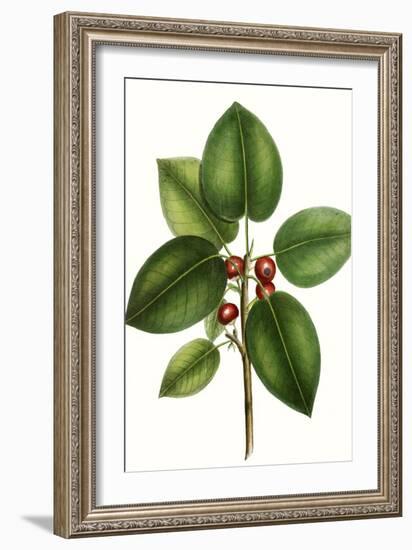 Short leaved Fig Tree-Thomas Nuttall-Framed Art Print