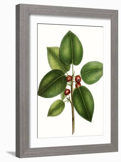 Short leaved Fig Tree-Thomas Nuttall-Framed Art Print