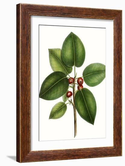 Short leaved Fig Tree-Thomas Nuttall-Framed Art Print