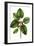 Short leaved Fig Tree-Thomas Nuttall-Framed Art Print