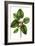 Short leaved Fig Tree-Thomas Nuttall-Framed Art Print