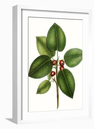 Short leaved Fig Tree-Thomas Nuttall-Framed Art Print