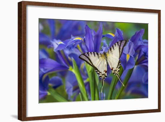 Short-Lined Kite Swallowtail Butterfly, Eurytides Agesilaus Autosilaus-Darrell Gulin-Framed Photographic Print