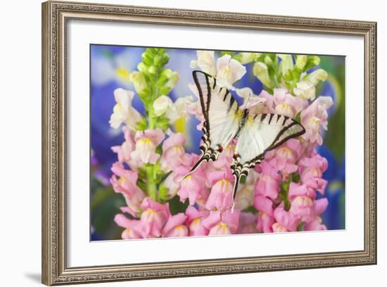 Short-Lined Kite Swallowtail Butterfly, Eurytides Agesilaus Autosilaus-Darrell Gulin-Framed Photographic Print