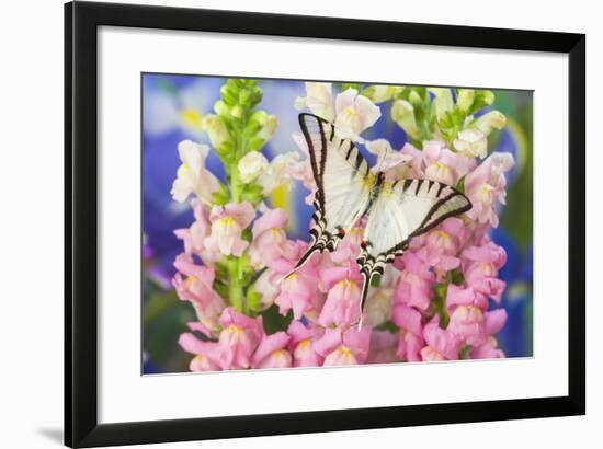 Short-Lined Kite Swallowtail Butterfly, Eurytides Agesilaus Autosilaus-Darrell Gulin-Framed Photographic Print