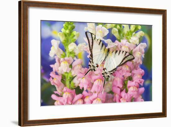 Short-Lined Kite Swallowtail Butterfly, Eurytides Agesilaus Autosilaus-Darrell Gulin-Framed Photographic Print