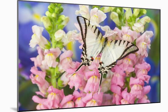 Short-Lined Kite Swallowtail Butterfly, Eurytides Agesilaus Autosilaus-Darrell Gulin-Mounted Photographic Print