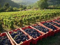 Vineyard in the Chianti Classico Region North of Siena, Tuscany, Italy, Europe-Short Michael-Photographic Print