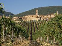 Vineyard in the Chianti Classico Region North of Siena, Tuscany, Italy, Europe-Short Michael-Photographic Print