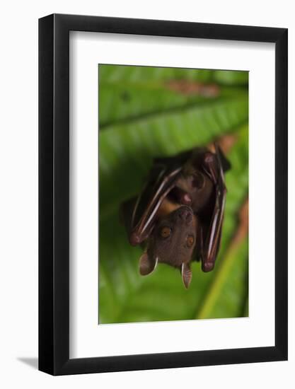 Short-nosed fruit-bat roosting, Ko Chang Island, Thailand-Robert Valentic-Framed Photographic Print