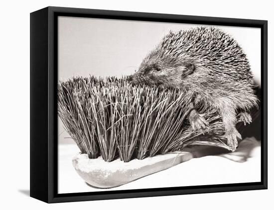 Short Sighted Hedgehog-null-Framed Premier Image Canvas