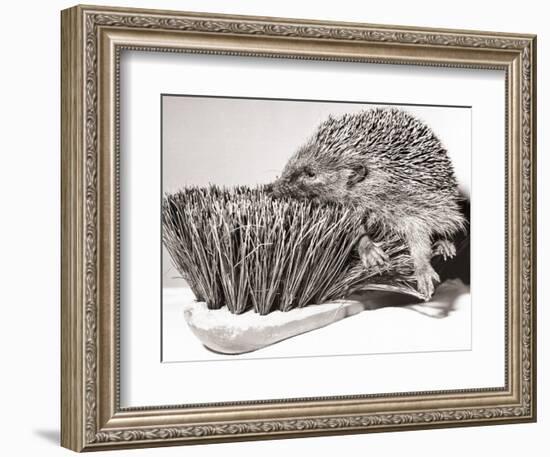 Short Sighted Hedgehog-null-Framed Photographic Print