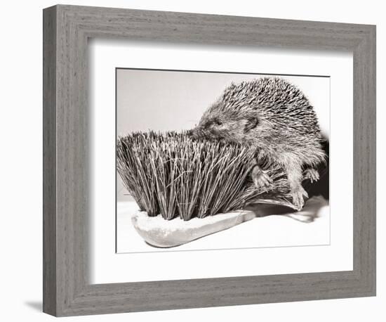 Short Sighted Hedgehog-null-Framed Photographic Print