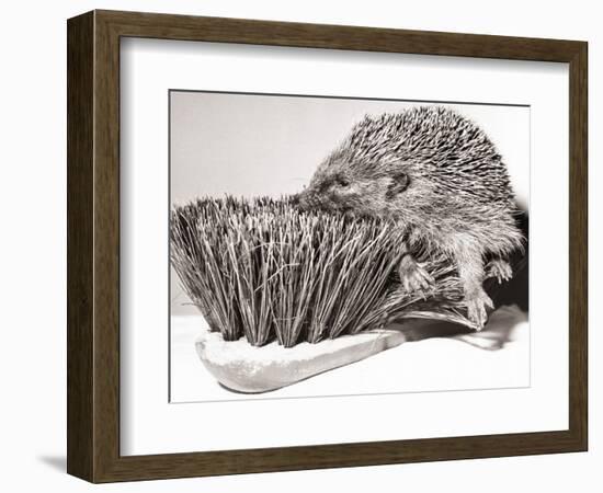 Short Sighted Hedgehog-null-Framed Photographic Print