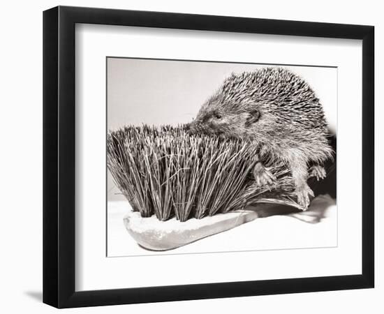 Short Sighted Hedgehog-null-Framed Photographic Print