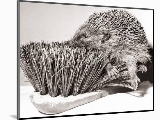 Short Sighted Hedgehog-null-Mounted Photographic Print