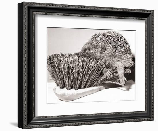 Short Sighted Hedgehog-null-Framed Photographic Print