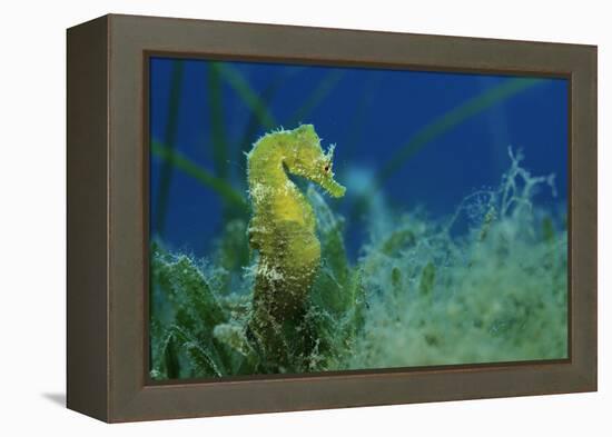 Short Snouted Seahorse (Hippocampus Hippocampus) Malta, Mediteranean, June 2009-Zankl-Framed Premier Image Canvas