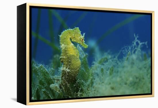 Short Snouted Seahorse (Hippocampus Hippocampus) Malta, Mediteranean, June 2009-Zankl-Framed Premier Image Canvas