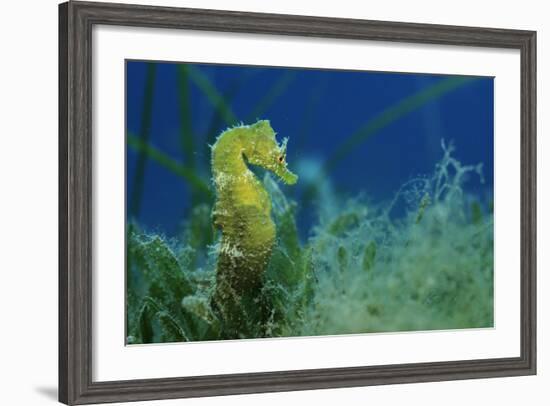 Short Snouted Seahorse (Hippocampus Hippocampus) Malta, Mediteranean, June 2009-Zankl-Framed Photographic Print