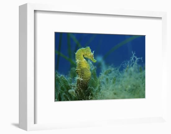 Short Snouted Seahorse (Hippocampus Hippocampus) Malta, Mediteranean, June 2009-Zankl-Framed Photographic Print