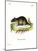 Short-Tailed Bandicoot Rat-null-Mounted Giclee Print