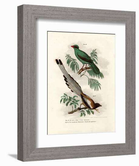 Short-Tailed Green Magpie, 1864-null-Framed Giclee Print