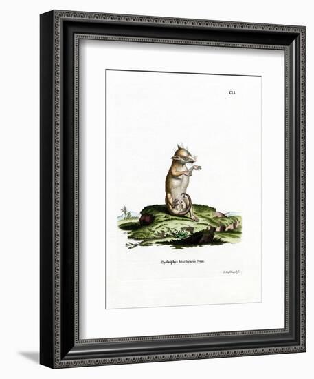 Short-Tailed Opossum-null-Framed Giclee Print