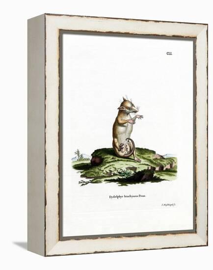 Short-Tailed Opossum-null-Framed Premier Image Canvas