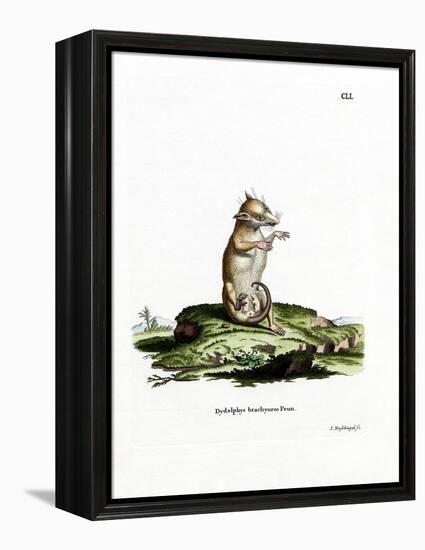 Short-Tailed Opossum-null-Framed Premier Image Canvas