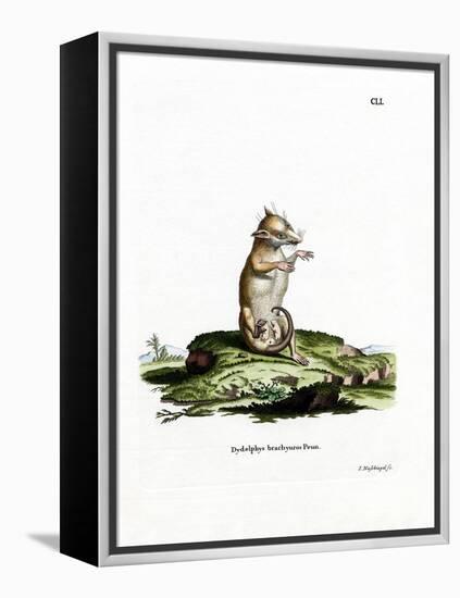 Short-Tailed Opossum-null-Framed Premier Image Canvas