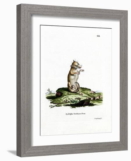 Short-Tailed Opossum-null-Framed Giclee Print