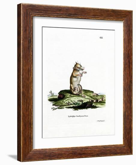 Short-Tailed Opossum--Framed Giclee Print