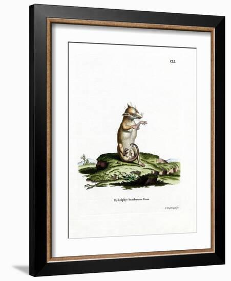 Short-Tailed Opossum-null-Framed Giclee Print